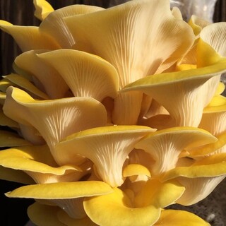 Oyster mushroom starter spawn culture