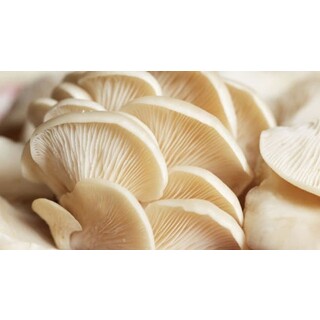 White oyster mushroom starter spawn culture (200g)